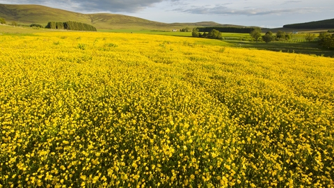 common buttercup plant scientific name common buttercup plant scientific name