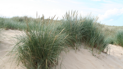 Marram Grass