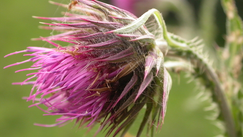 Musk Thistle