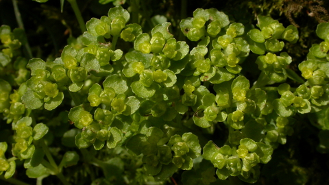 Opposite-leaved Golden Saxifrage