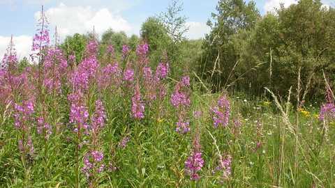 A patch of rosebay willowherb growing in front of a row of shrubby trees, with blue sky above. The willowherb has towers of pink flowers rising from a dense swathe of green leaves