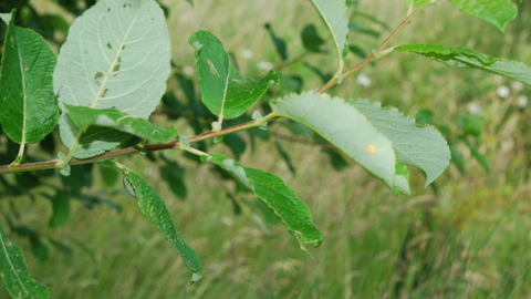 Goat Willow