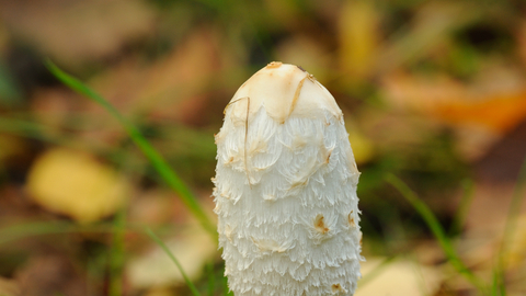 Shaggy Inkcap