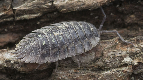 Common Woodlouse Wildlife Watch