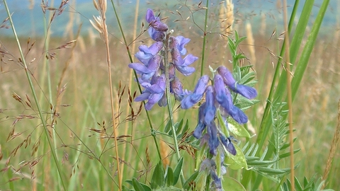 Tufted Vetch