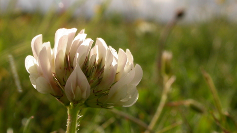 White Clover