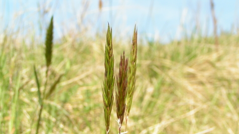 Sweet Vernal-grass