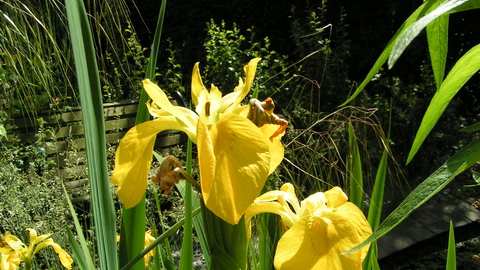 Yellow Iris