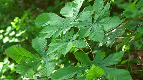 Horse Chestnut