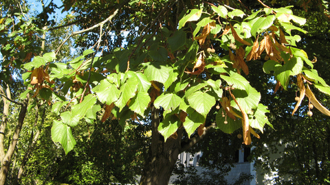 Large-leaved Lime