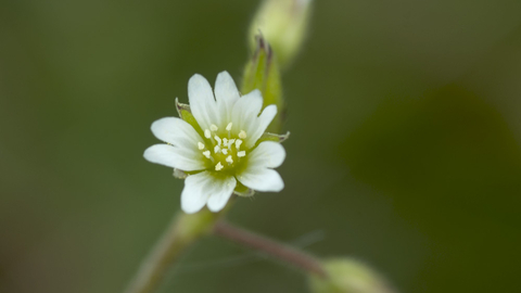 Common Mouse-ear