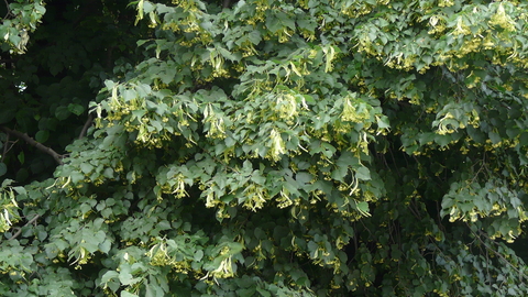 Small-leaved Lime