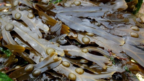 Bladder wrack