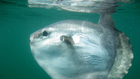 Sunfish