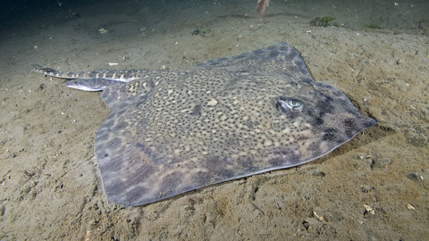 Thornback ray