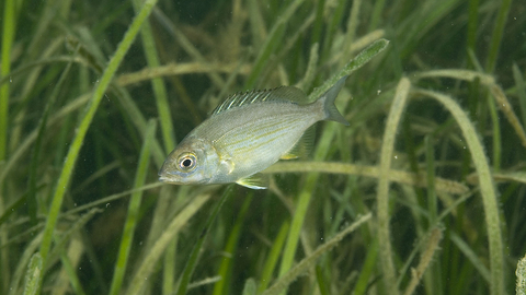 Black sea bream