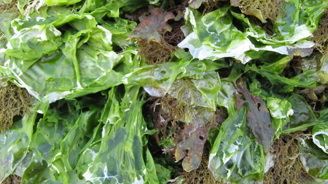 Sea lettuce