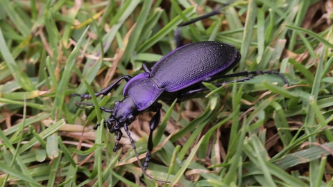 Violet ground beetle