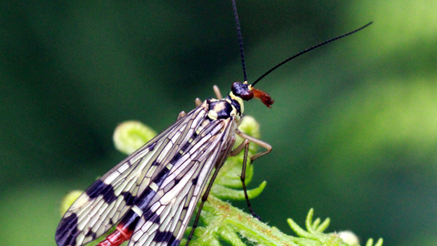 Scorpain fly