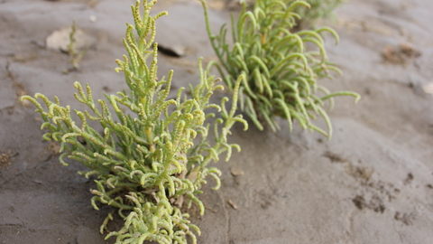 common glasswort