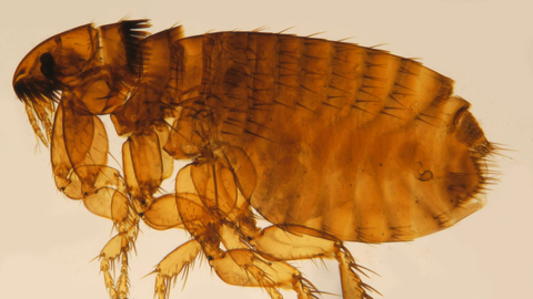 Cat flea