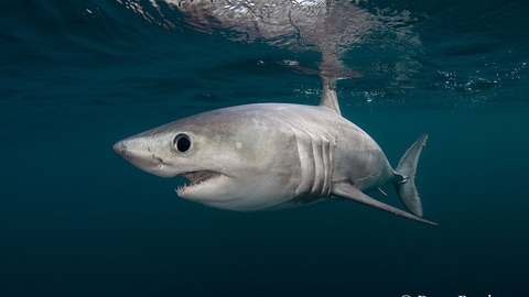 Porbeagle shark