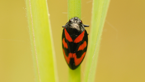 A red-and-black froghopper clinging to a grass stem. It's an oval-shaped bug thats mostly black with red patches on its back