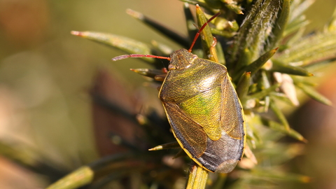 A gorse shieldbug standing on a gorse bush. IT's a green shieldbug with red antennae and yellow sides to the abdomen