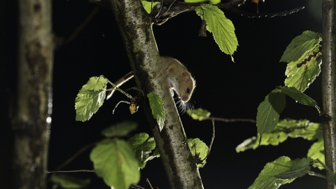 Hazel dormouse