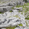 Limestone pavement rock