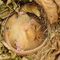 A dormouse sleeping in its nest