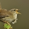 Wren singing