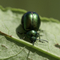Dock Leaf beetle