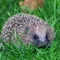 Baby hedgehog