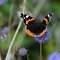 Red Admiral