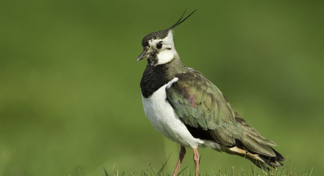 Identify waders | Wildlife Watch