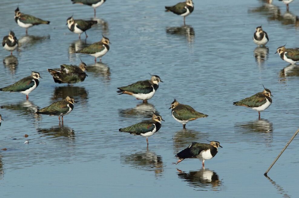 Identify waders | Wildlife Watch