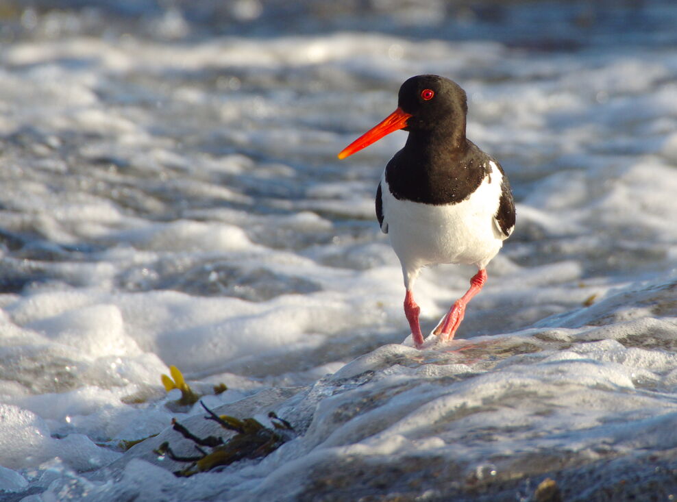 Identify waders | Wildlife Watch