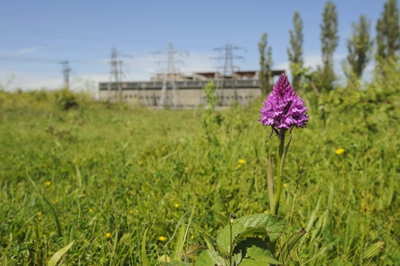 Pyramidal Orchid