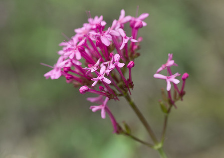 Red Valerian