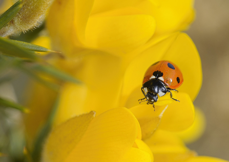 7-spot ladybird