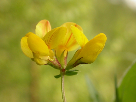 Birds-foot trefoil 