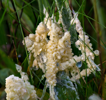 Dog sick slime mould