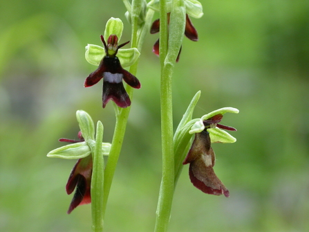 Fly orchid