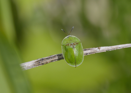 Green tortoise beetle