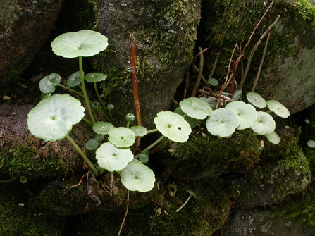 navelwort