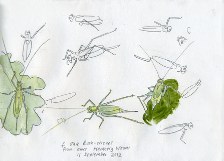 Oak bush crickets - John Walters