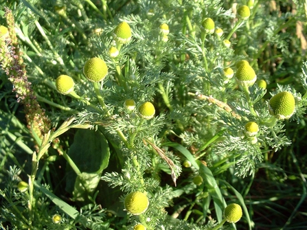 Pineapple weed