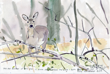 Roe deer - John Walters