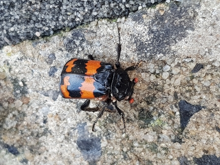 Sexton beetle